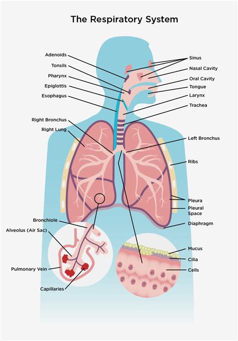 Lungs Your Respiratory System Epub