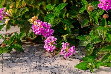 Lush Lantana Blooms: Unlocking the Power of Fertilization