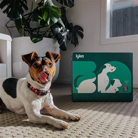 Lyka: The Future of Pet-Friendly Homes