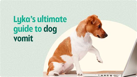 Lyka Pet Food: Your Ultimate Guide to Enhanced Pet Wellness