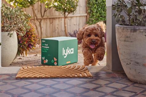 Lyka Pet Food Update 2025: All You Need to Know