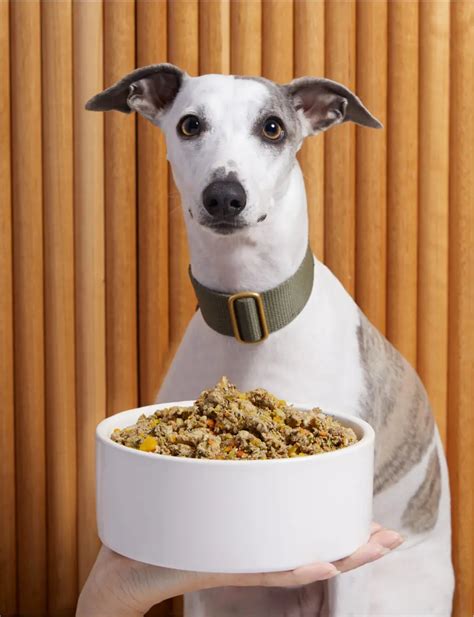 Lyka VS Pet Meal Planning in 2025: The Ultimate Guide