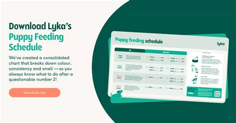 Lyka and Pet Feeding Schedules: The Ultimate Guide to 2025