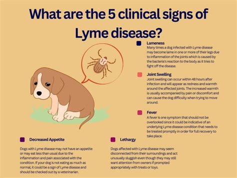 Lyme Disease: A Serious Threat to Dogs