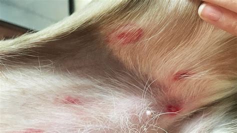 Lyme Disease: The Bright Red Circle on Your Dog's Belly—What You Need to Know