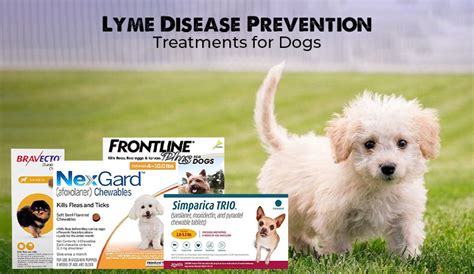 Lyme Disease Medication for Dogs: A Comprehensive Guide