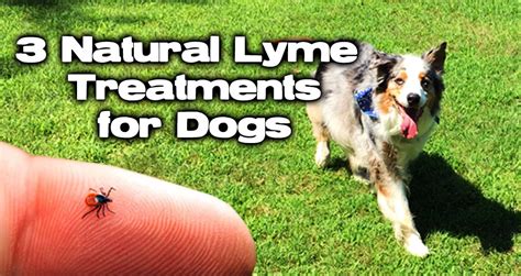 Lyme Disease Treatment in Dogs: 3 Essential Steps for Recovery