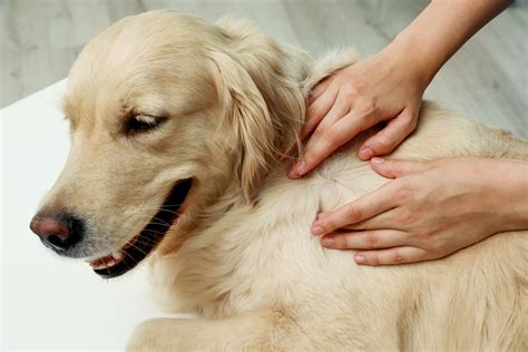 Lyme Disease Vaccine for Dogs: Essential Protection for Man's Best Friend