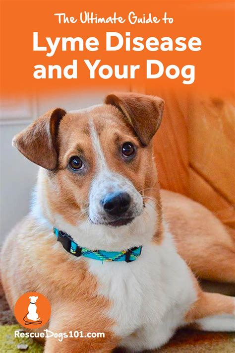 Lyme Disease in Dogs: 10,000+ Character Ultimate Guide to Treatment