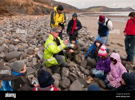 Lyme Regis: A Guide to the Jurassic Coast's Fossil Hunting Paradise