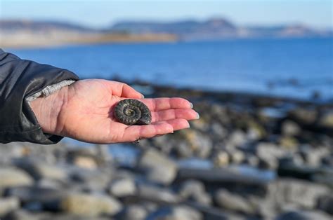 Lyme Regis: A Guide to the Jurassic Coast's Fossil-Rich Gem