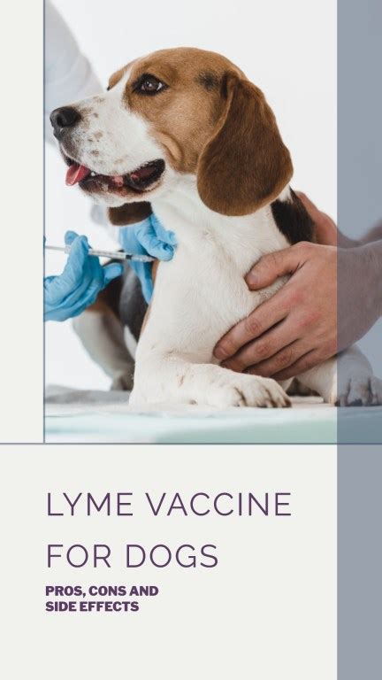 Lyme Vaccine for Dogs: Side Effects, Effectiveness, and More