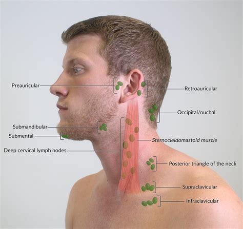 Lymph Glands in the Neck