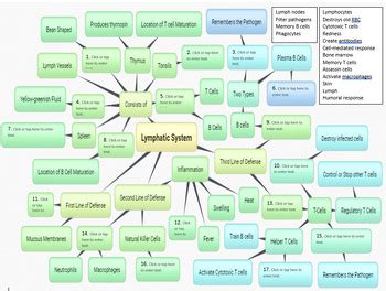 Lymphatic System Concept Map Answer Key Doc