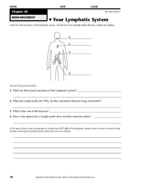 Lymphatic System Worksheet Answers Doc