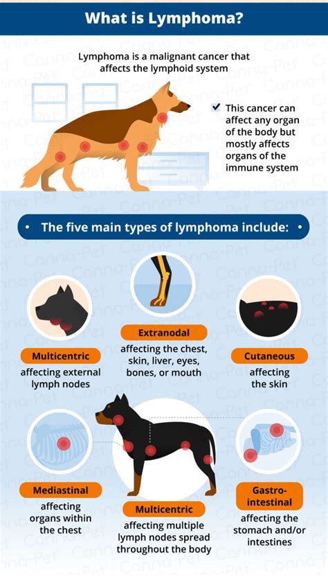 Lymphoma Cancer: A Deadly Threat to Our Beloved Canines