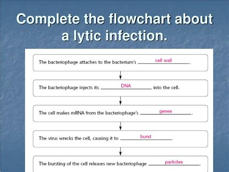 Lytic Infection Flowchart Answers PDF