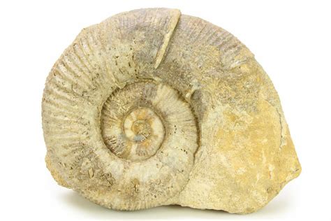 Lytoceras Ammonites: