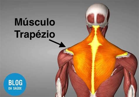 Músculo Trapézio: O Guardião do Nosso Tronco Superior