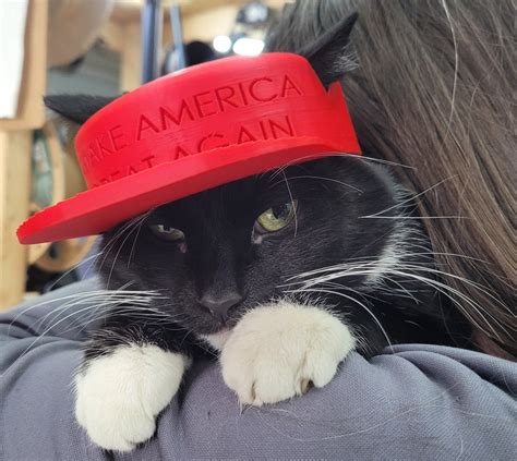 MAGA Cat: The Cat That's Making America Great Again!