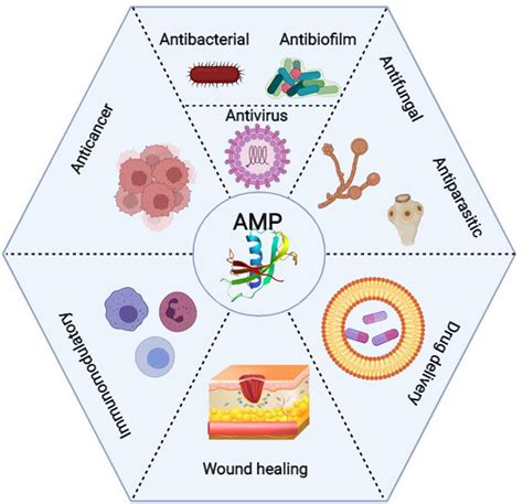 MAMPs to AMPs: Unlocking the Therapeutic Potential of Nature's Antimicrobial Arsenal