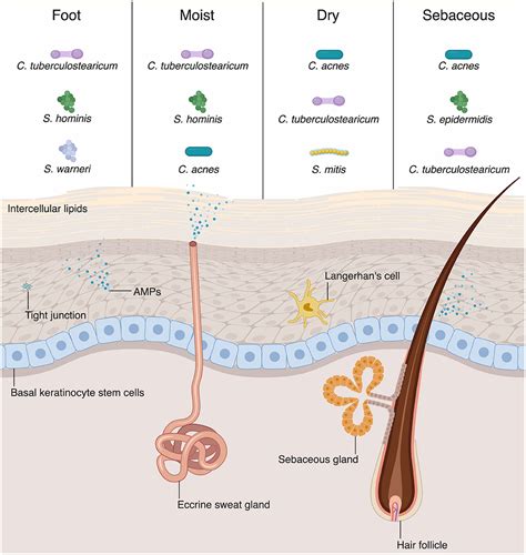 MBRA2H100T3G: A Comprehensive Guide to a Protective Barrier Against Microorganisms