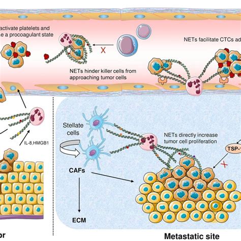 MBRAF260T3G: Exploring the Implications for Cancer Research and Therapeutics