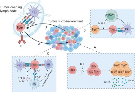 MCF12102H900-T: Unleashing a Wave of Innovation in Tumor Research