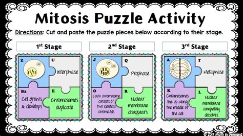 MEIOSIS FLIP BOOK ANSWER KEY Ebook Doc