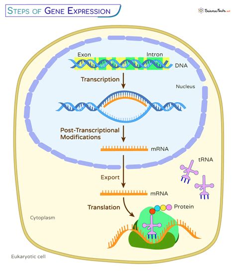 MGS1R51205: A Comprehensive Guide to Understanding Gene Expression and Its Clinical Significance