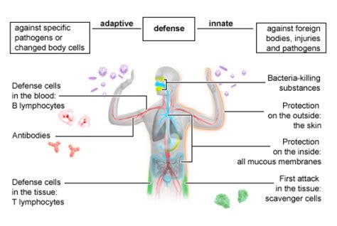 MHC Panel Clinic: Delve into the Intricacies of Your Immune System