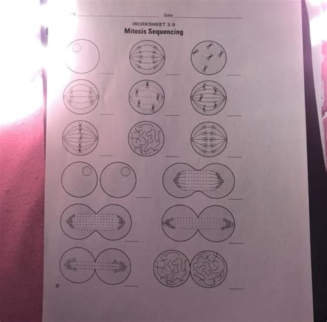 MITOSIS SEQUENCING WORKSHEET 39 ANSWER KEY Ebook Reader