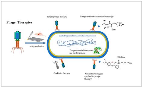 MP3H4B(T1)-GV: The Next-Gen Phage Therapy