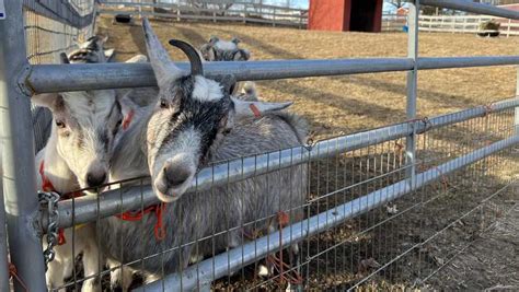 MSPCA Nevins Farm Methuen: A Haven for Homeless Animals in the Merrimack Valley