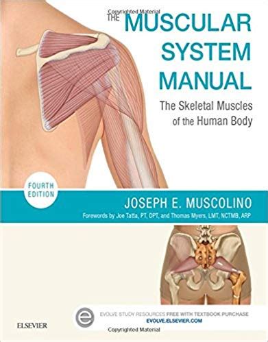 MUSCOLINO MUSCULAR SYSTEM MANUAL Ebook Reader