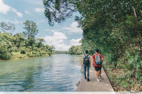 MacRitchie Reservoir Trail: A Comprehensive Guide to Nature's Embrace