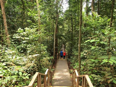 MacRitchie Reservoir Trail: A Comprehensive Guide to Singapore's Nature Sanctuary