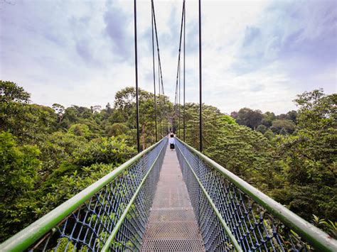 MacRitchie Treetop Walk: A Breathtaking Journey Through Singapore's Rainforest Canopies