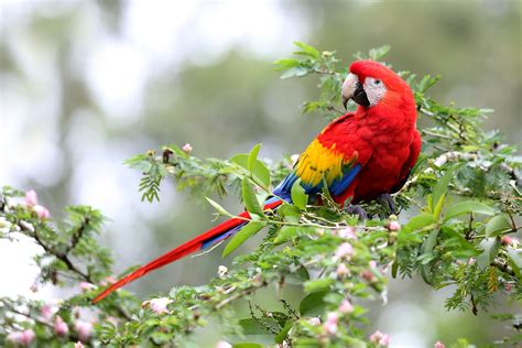 Macaws PDF