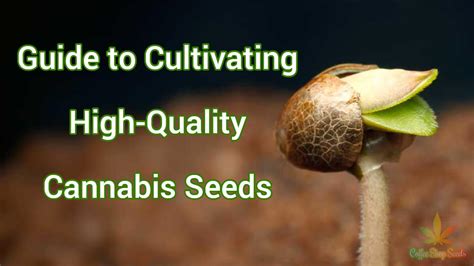 Machine Head Bush: The Ultimate Guide to Cultivating Exotic Cannabis