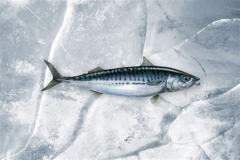 Mackerel 魚簡介