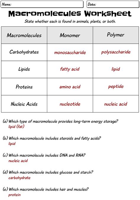 Macromolecule Worksheet Answers PDF