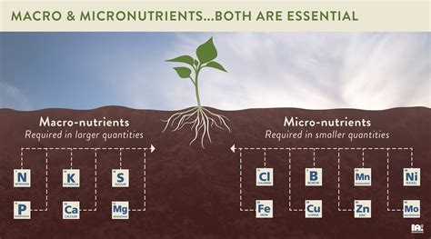 Macronutrient Requirements for Corn Plants