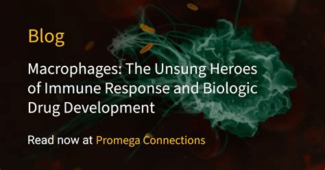 Macrophage Cells: The Unsung Heroes of the Immune System