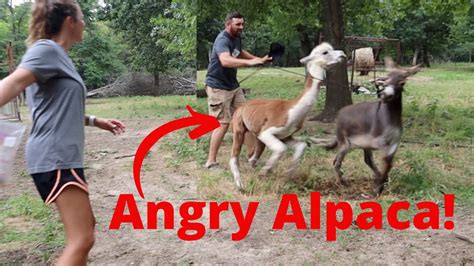 Mad Alpaca 3000: The Angriest Animal on the Planet