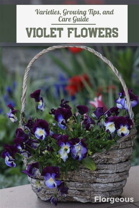 Madam Violet: A Comprehensive Guide to the Enchanting Flower