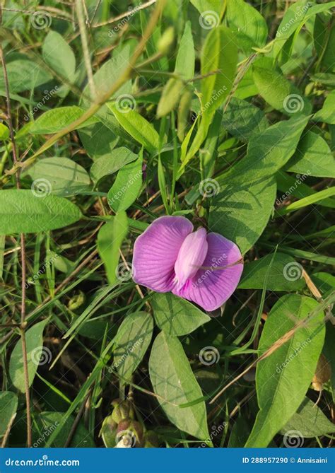 Madam Violet: The Enigmatic Flower with a Touch of Enchantment