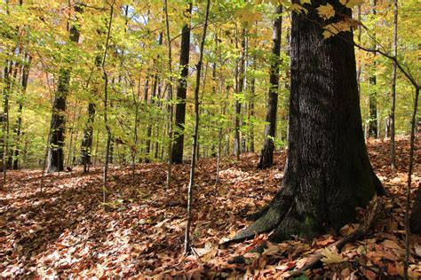 Madison Bell Tress: The Arboreal Bastion of North American Forests