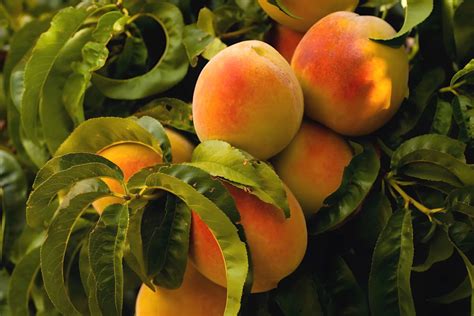 Madison Peach: Unlocking the Sweetness of Summer in Your Garden