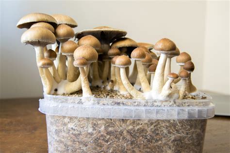 Magic Mushroom Growers Simple Cultivation Kindle Editon